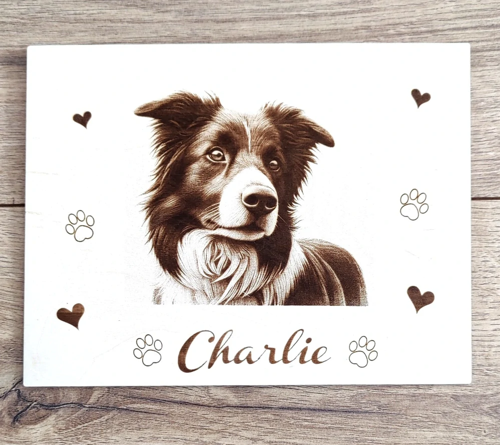 Obraz - Border Collie