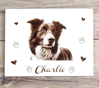 Obraz - Border Collie